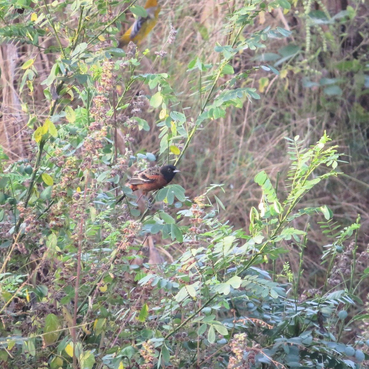 Orchard Oriole - ML646642429