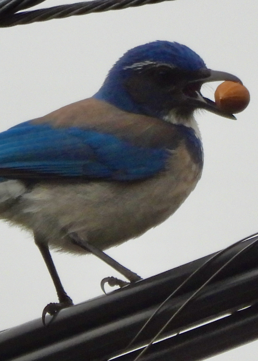 California Scrub-Jay - ML646642430