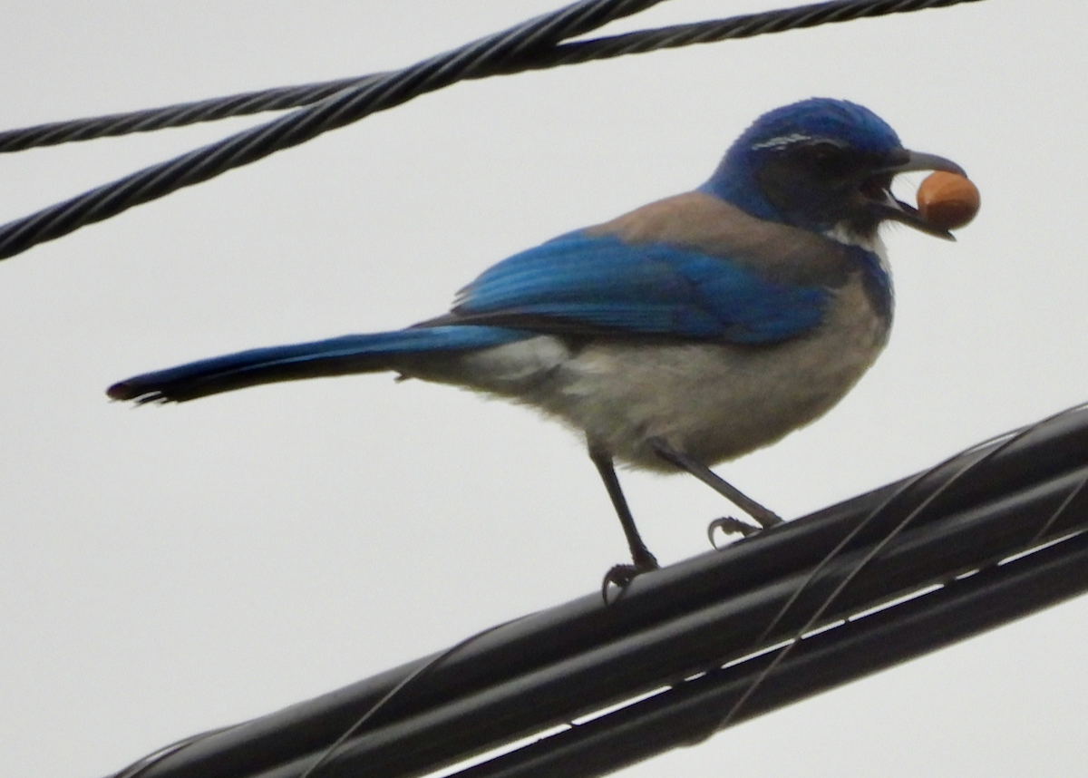 California Scrub-Jay - ML646642431