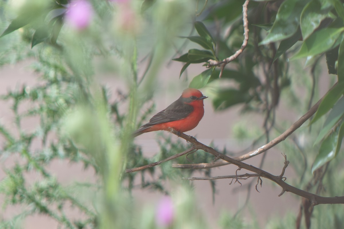 Москверо вогнистий - ML646642434