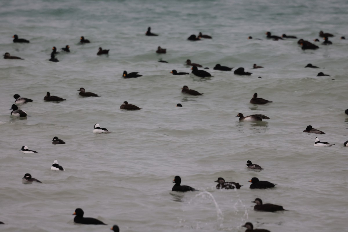 Black Scoter - ML646642441