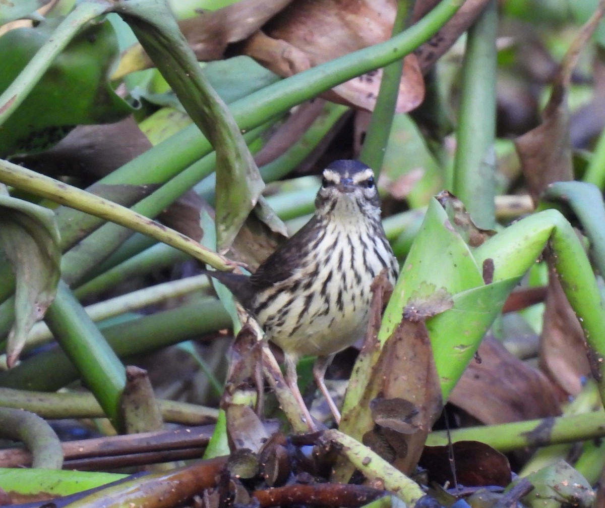 Northern Waterthrush - ML646642444