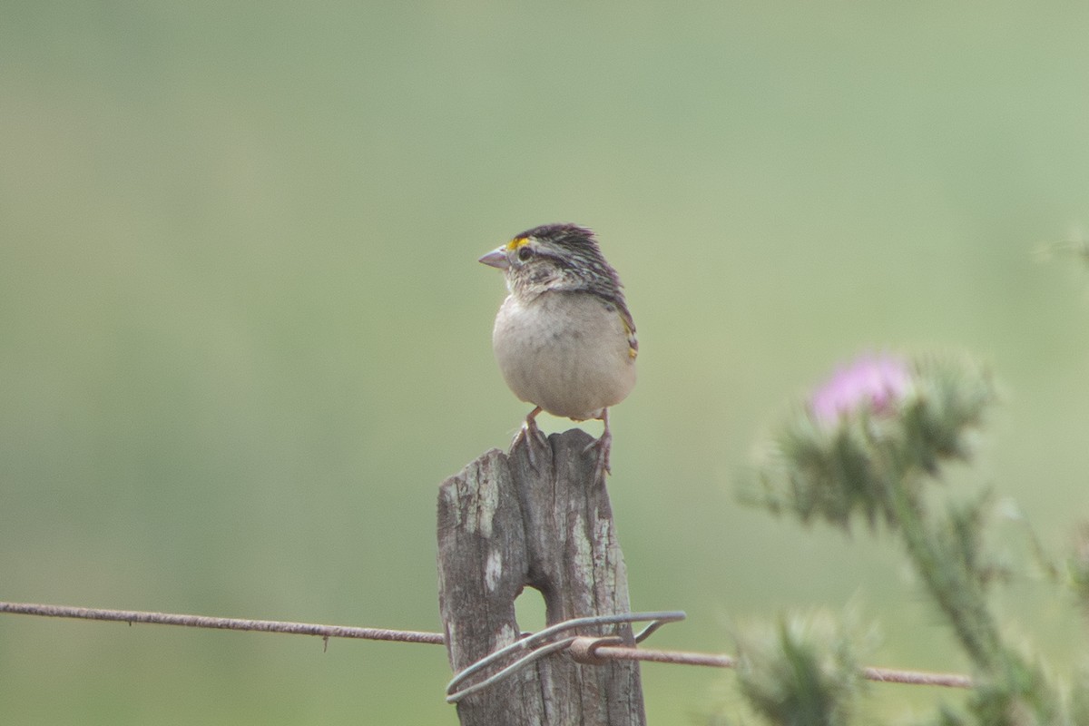 Багновець південний - ML646642448