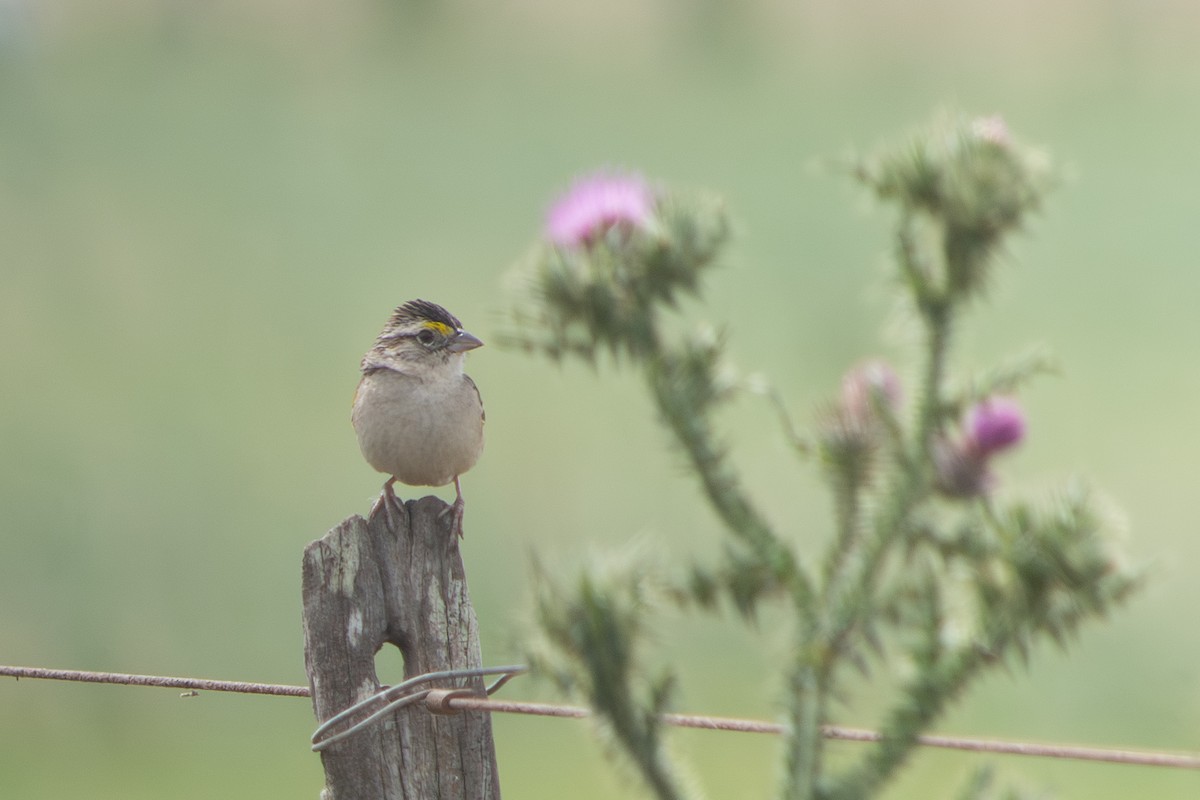Багновець південний - ML646642449