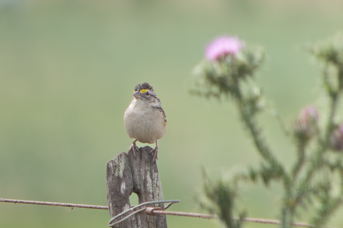 Багновець південний - ML646642450