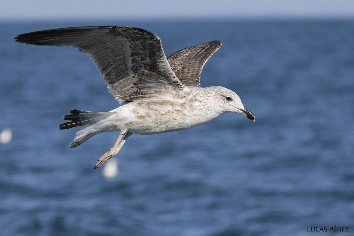 Клуша - ML646642451