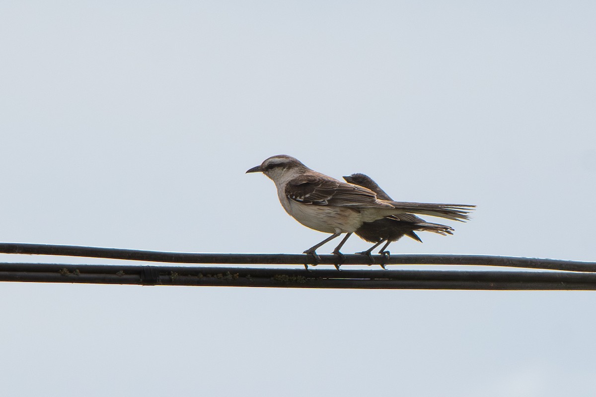 Пересмішник білобровий - ML646642453