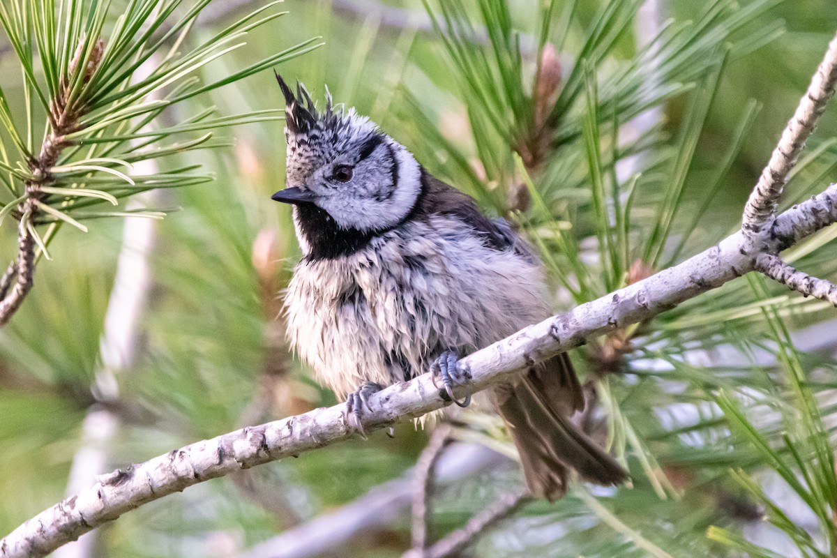 Cincia dal ciuffo - ML646642454