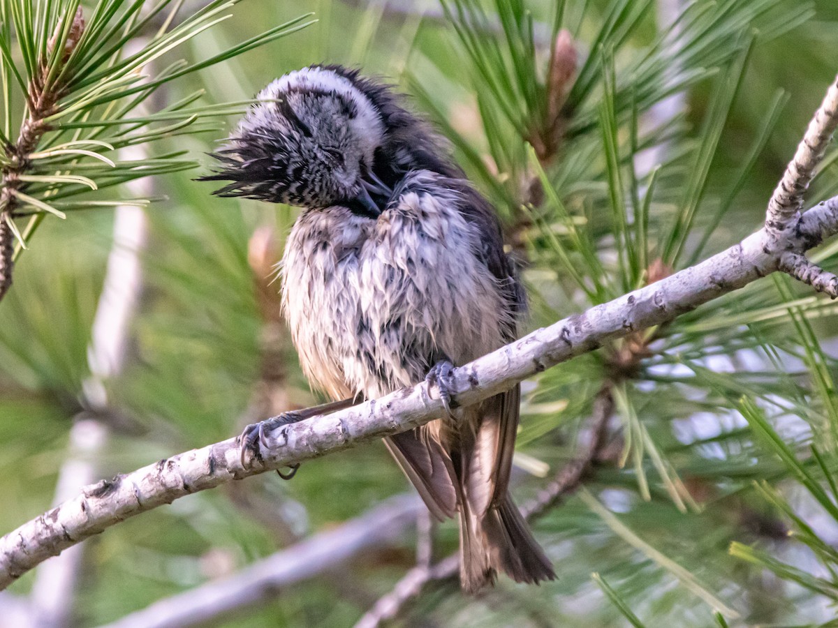 Cincia dal ciuffo - ML646642455