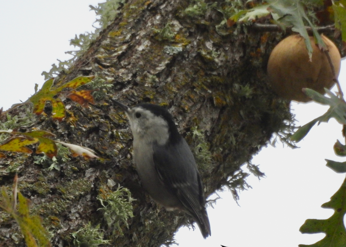 White-breasted Nuthatch - ML646642456