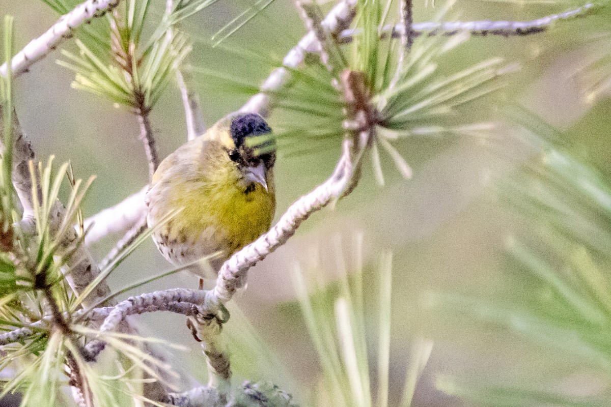 Lucherino - ML646642458