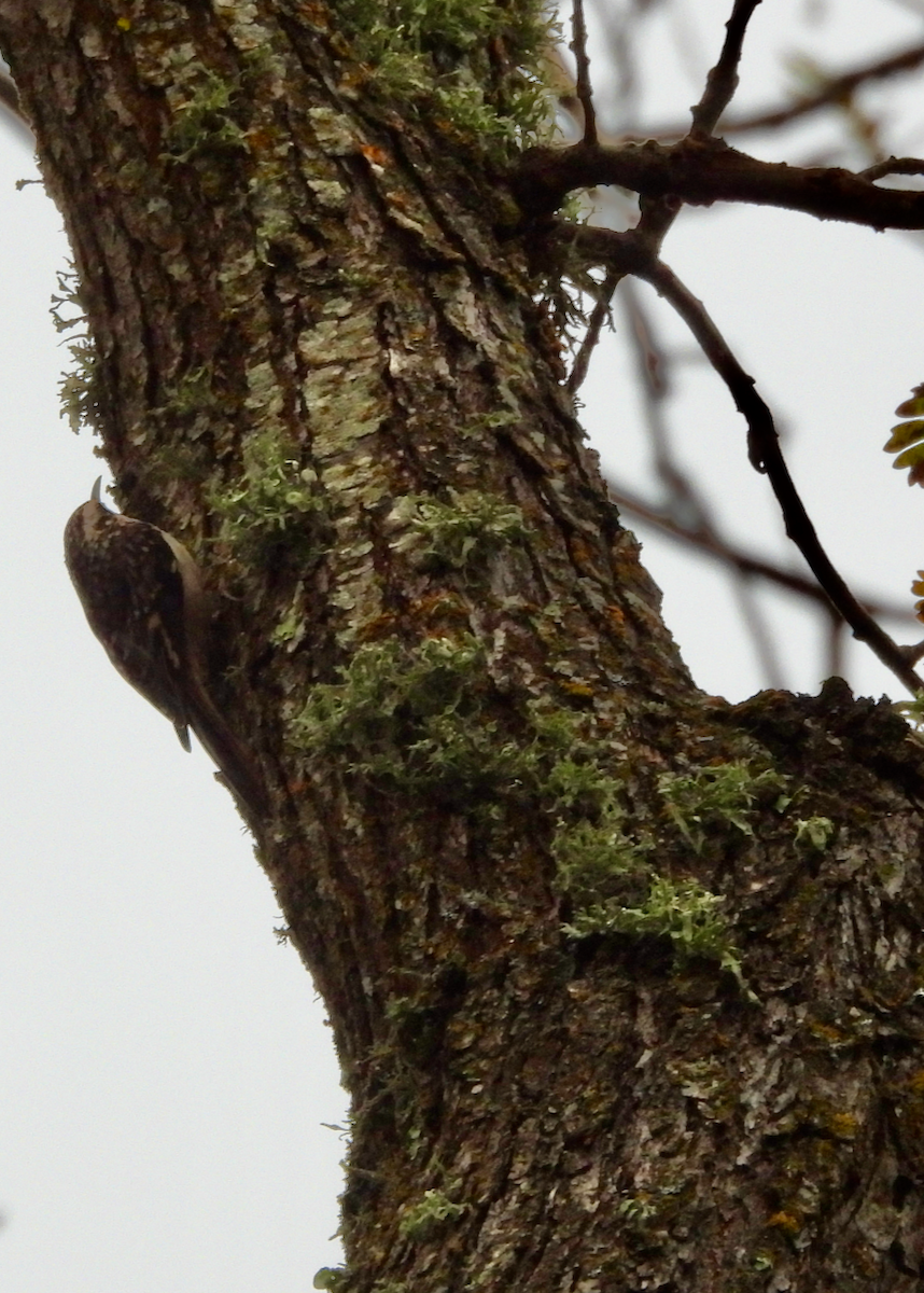 Brown Creeper - ML646642460
