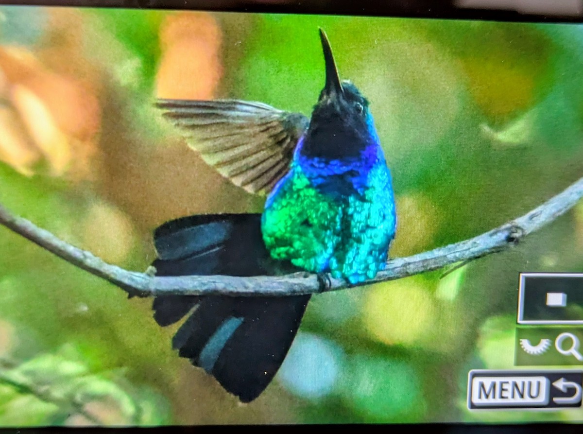 Santa Marta Sabrewing - ML646642461