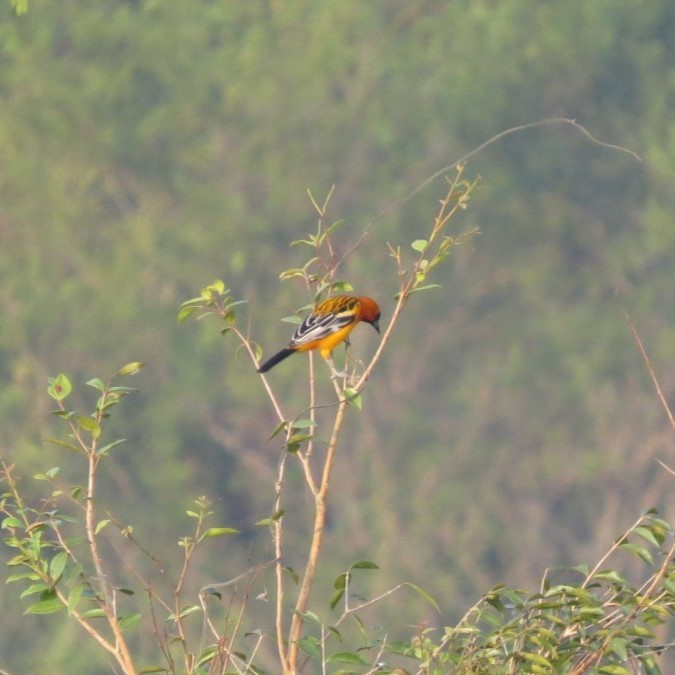 Streak-backed Oriole - ML646642463
