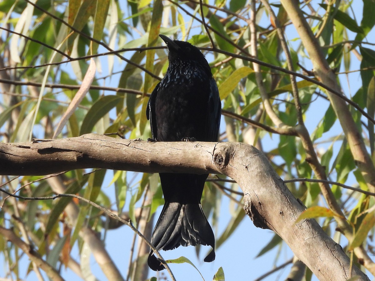 Hair-crested Drongo - ML646642465