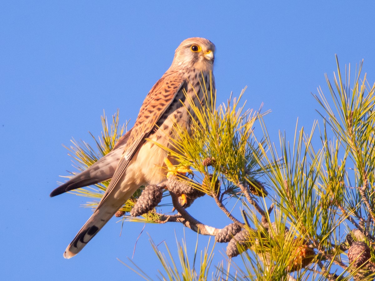 Gheppio - ML646642466