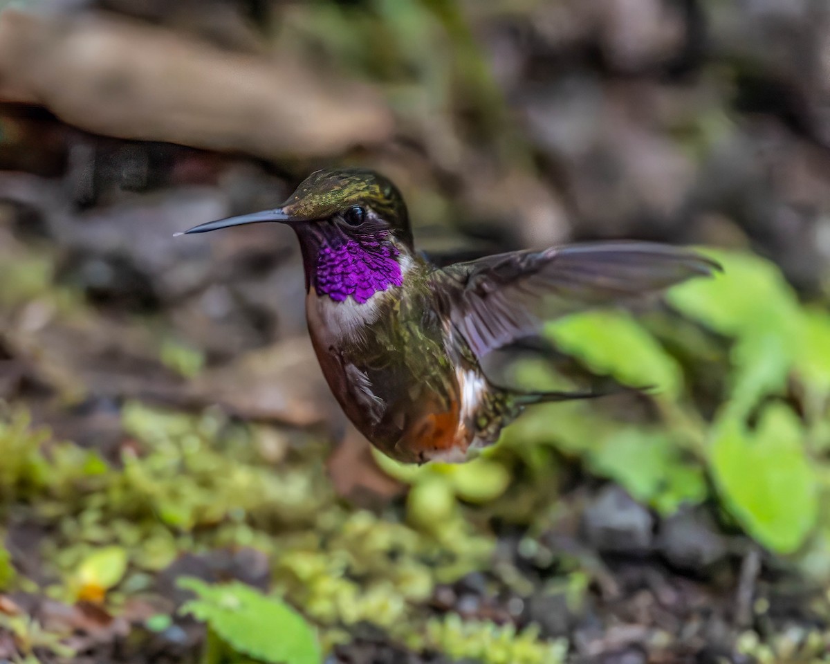 Colibrí de Mitchell - ML646642467