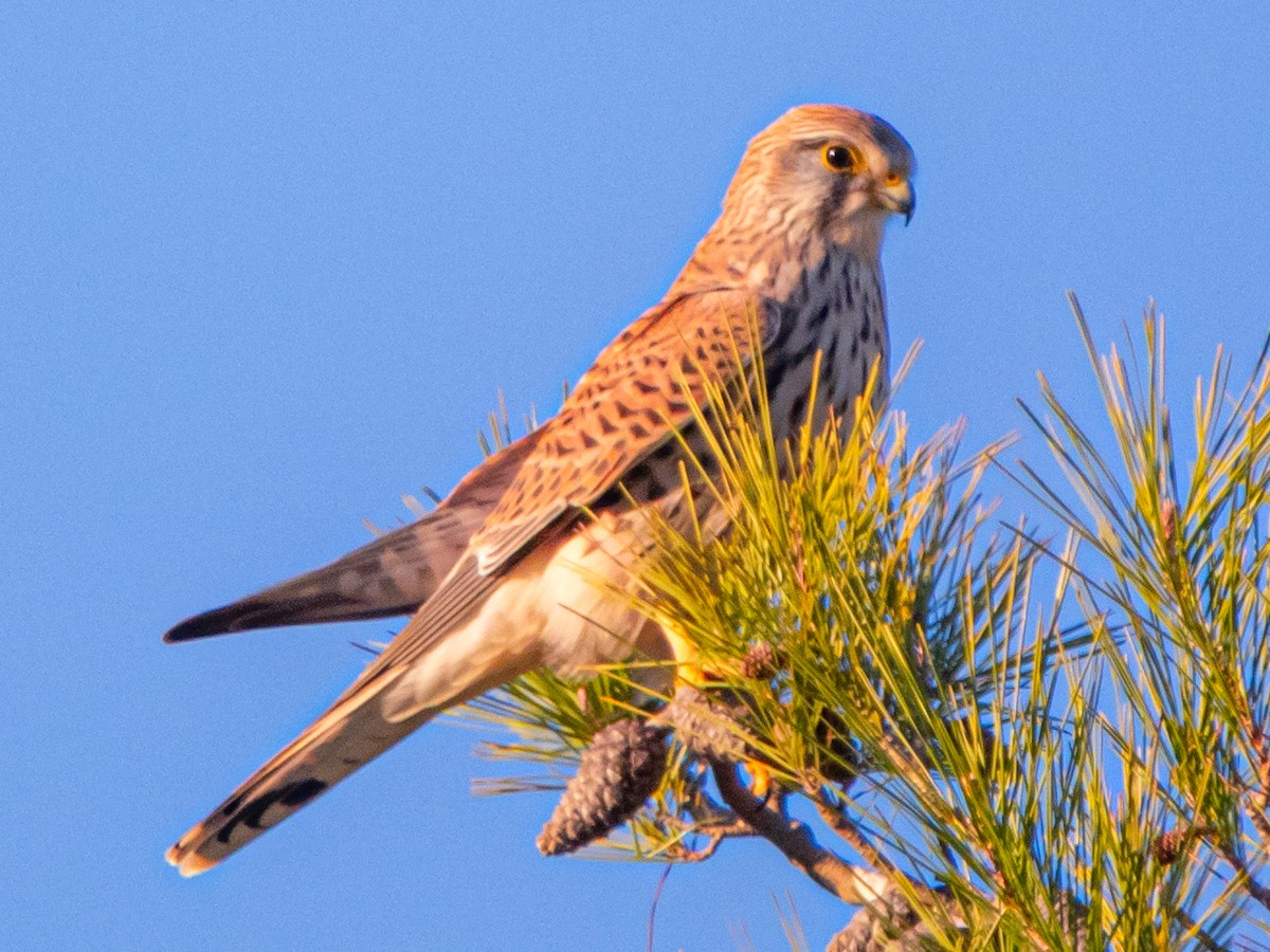 Gheppio - ML646642468