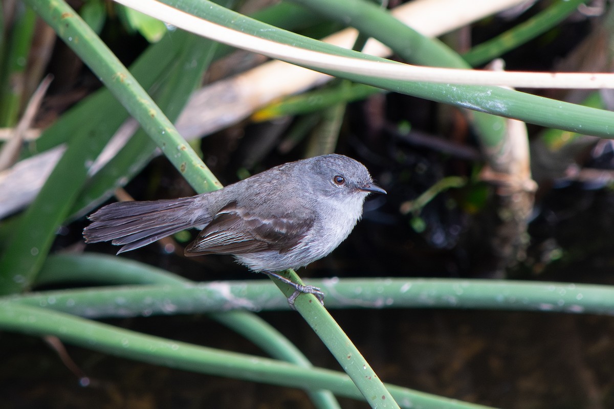 Тираник темний - ML646642469