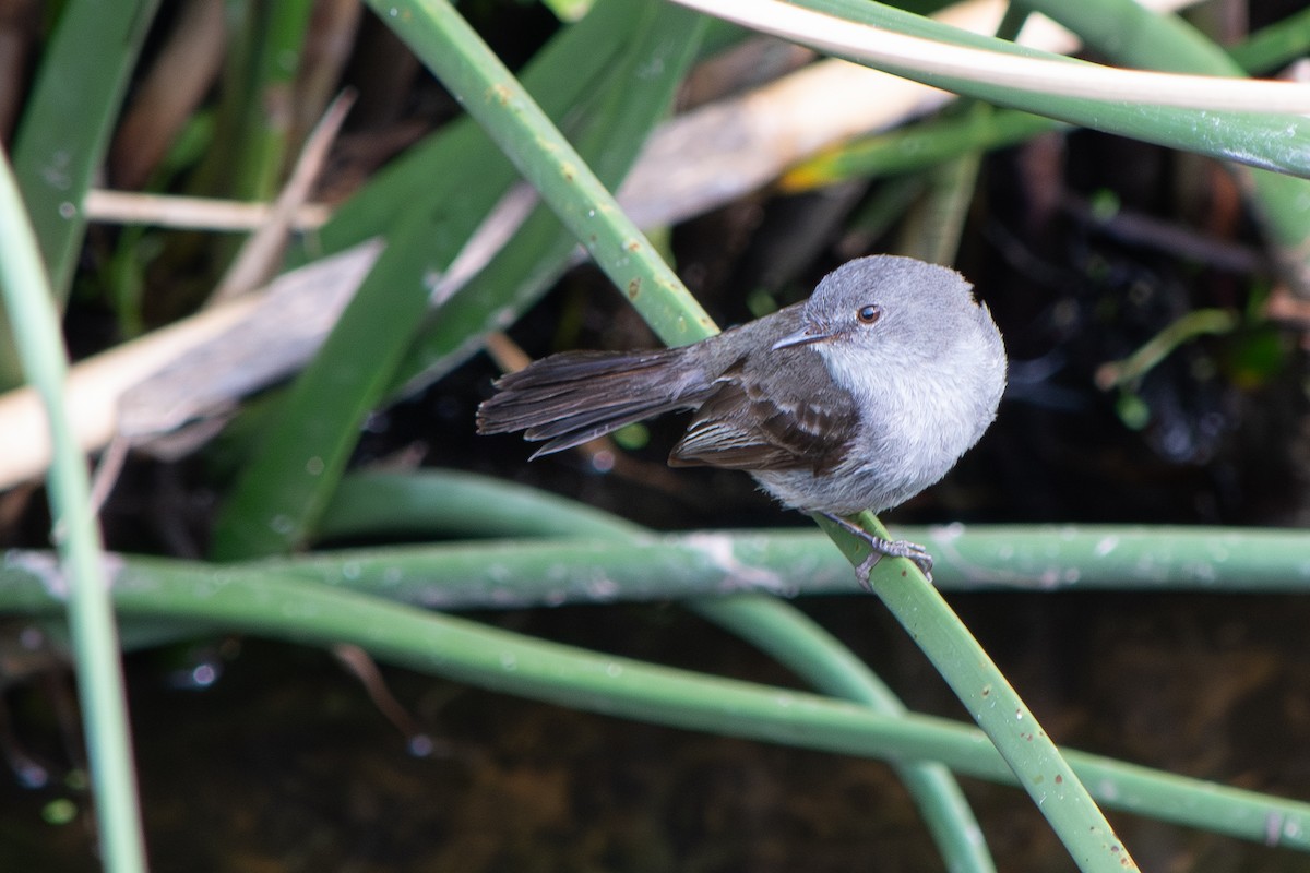 Тираник темний - ML646642470