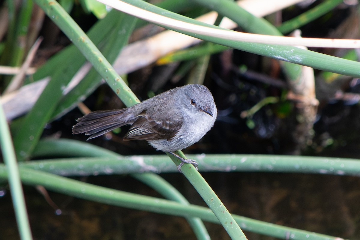 Тираник темний - ML646642472