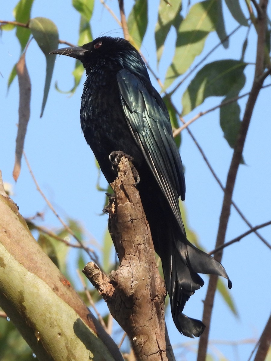 Hair-crested Drongo - ML646642474