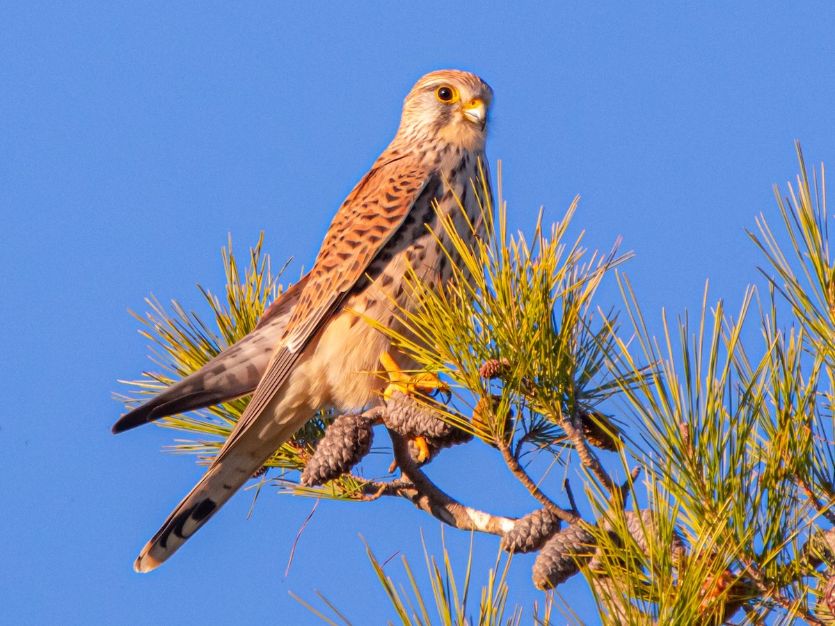 Gheppio - ML646642475