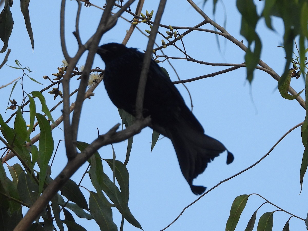 Hair-crested Drongo - ML646642476
