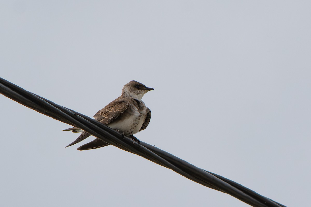 Щурик бурий - ML646642477