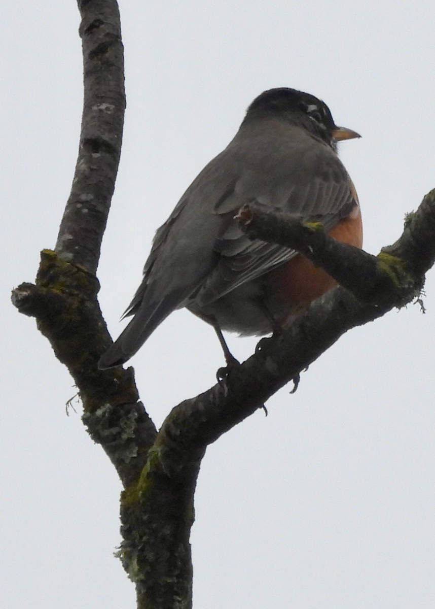 American Robin - ML646642479