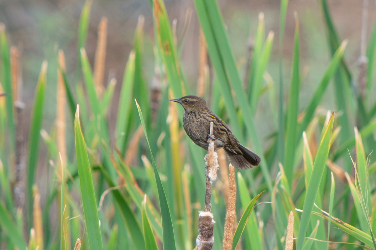 Варілеро золотоплечий - ML646642482
