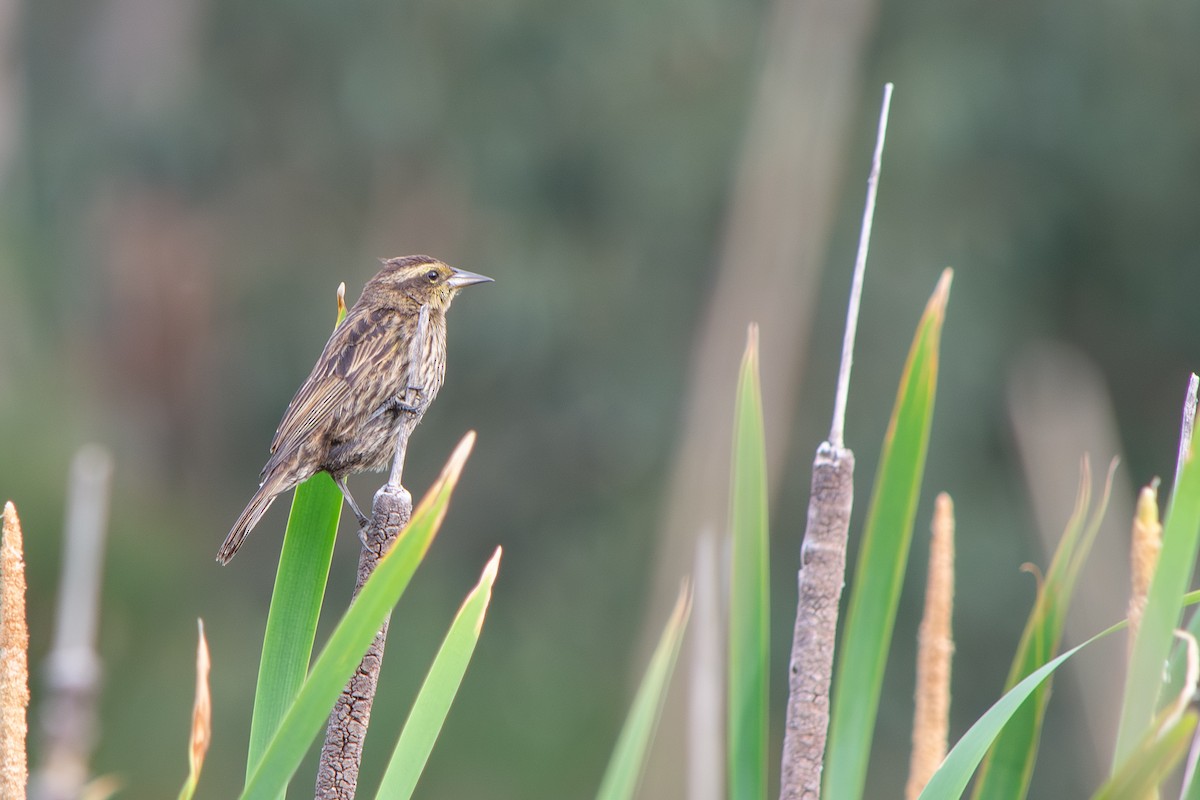 Варілеро золотоплечий - ML646642483