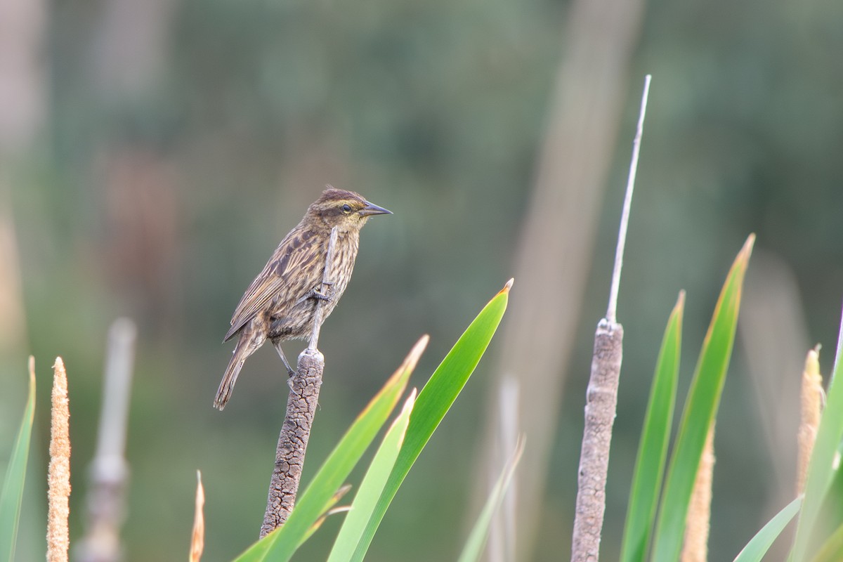 Варілеро золотоплечий - ML646642484