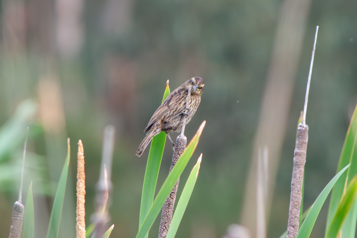Варілеро золотоплечий - ML646642485