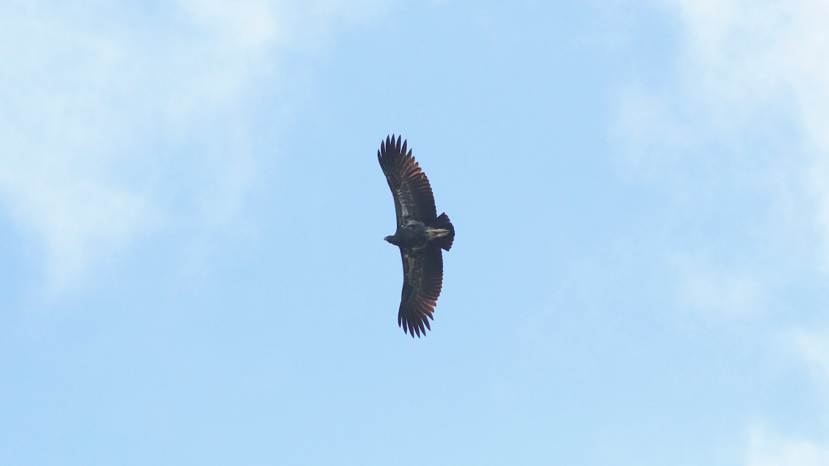 King Vulture - ML646642491