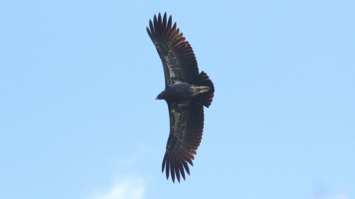 King Vulture - ML646642492