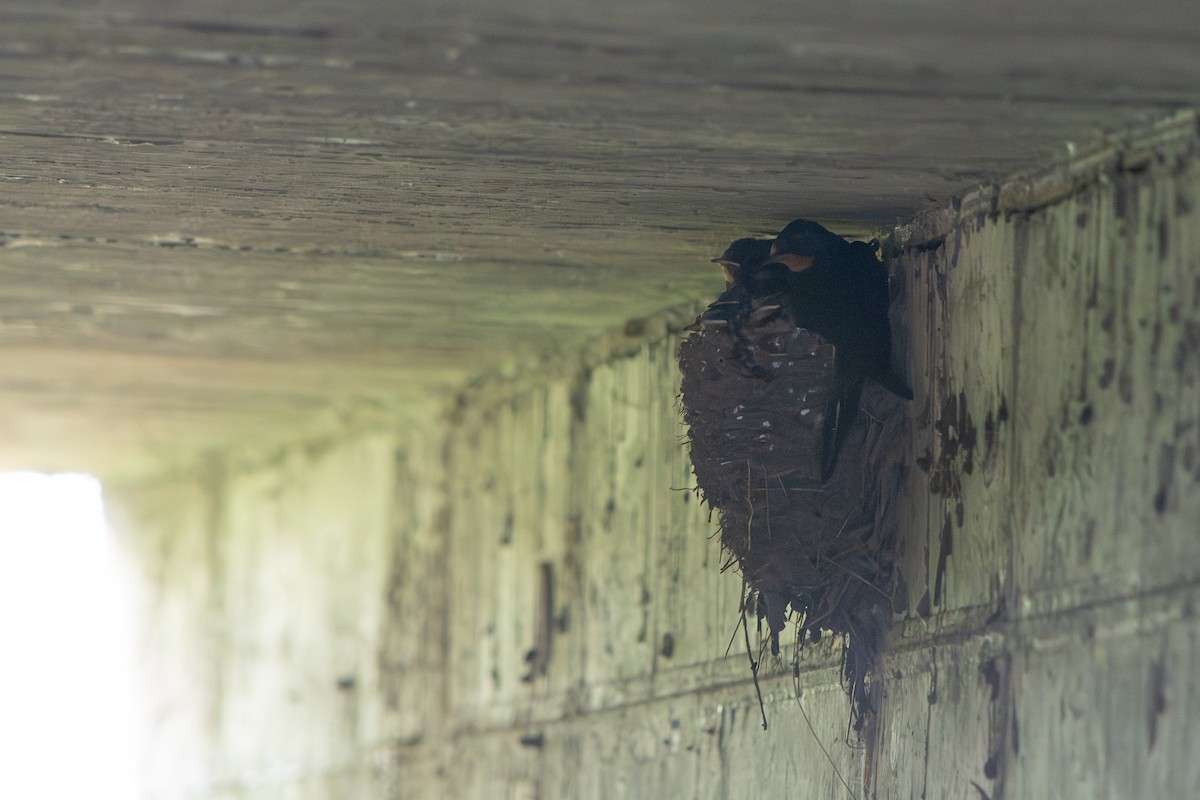 Ластівка сільська - ML646642497