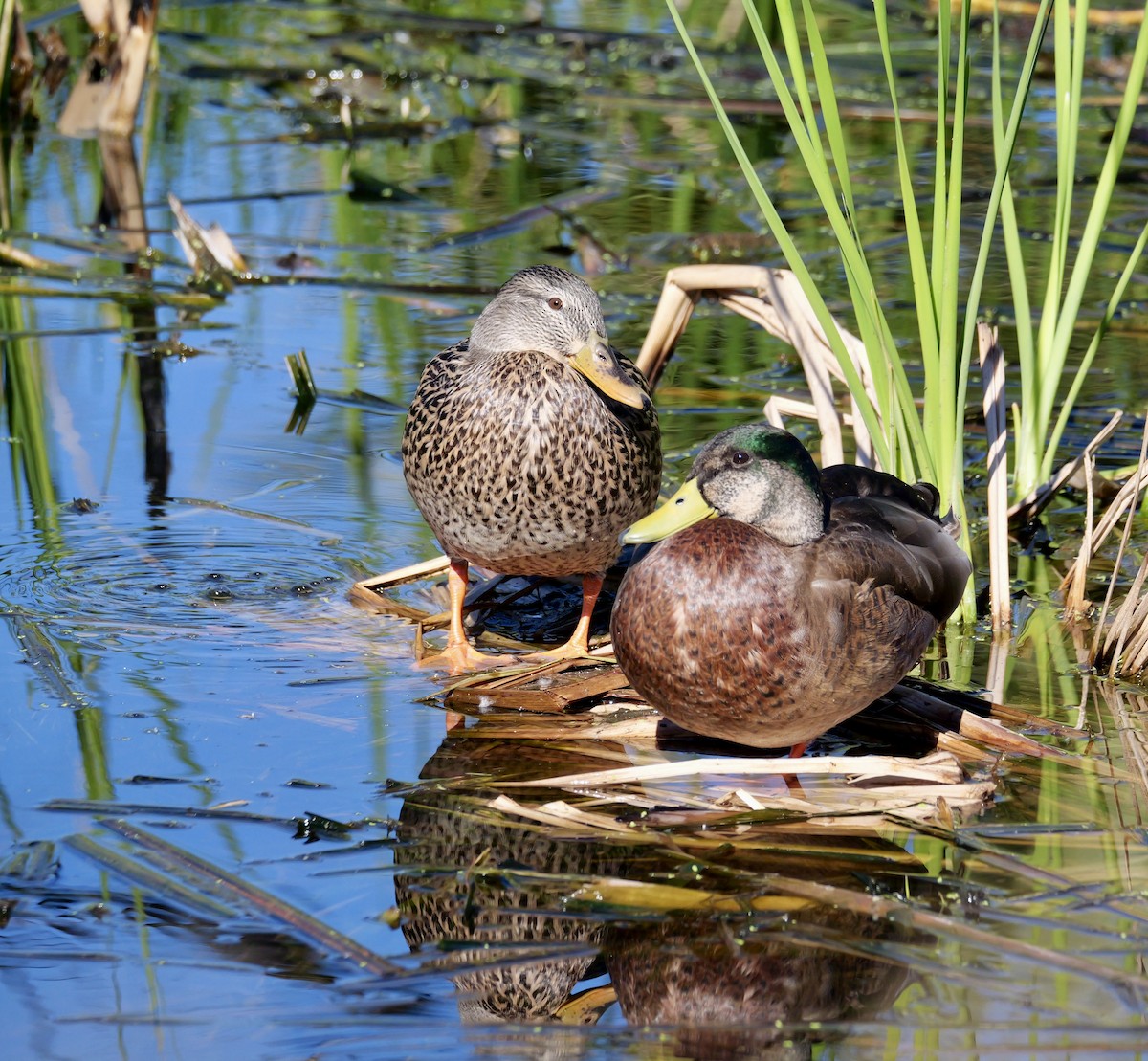 kachna divoká - ML646642502