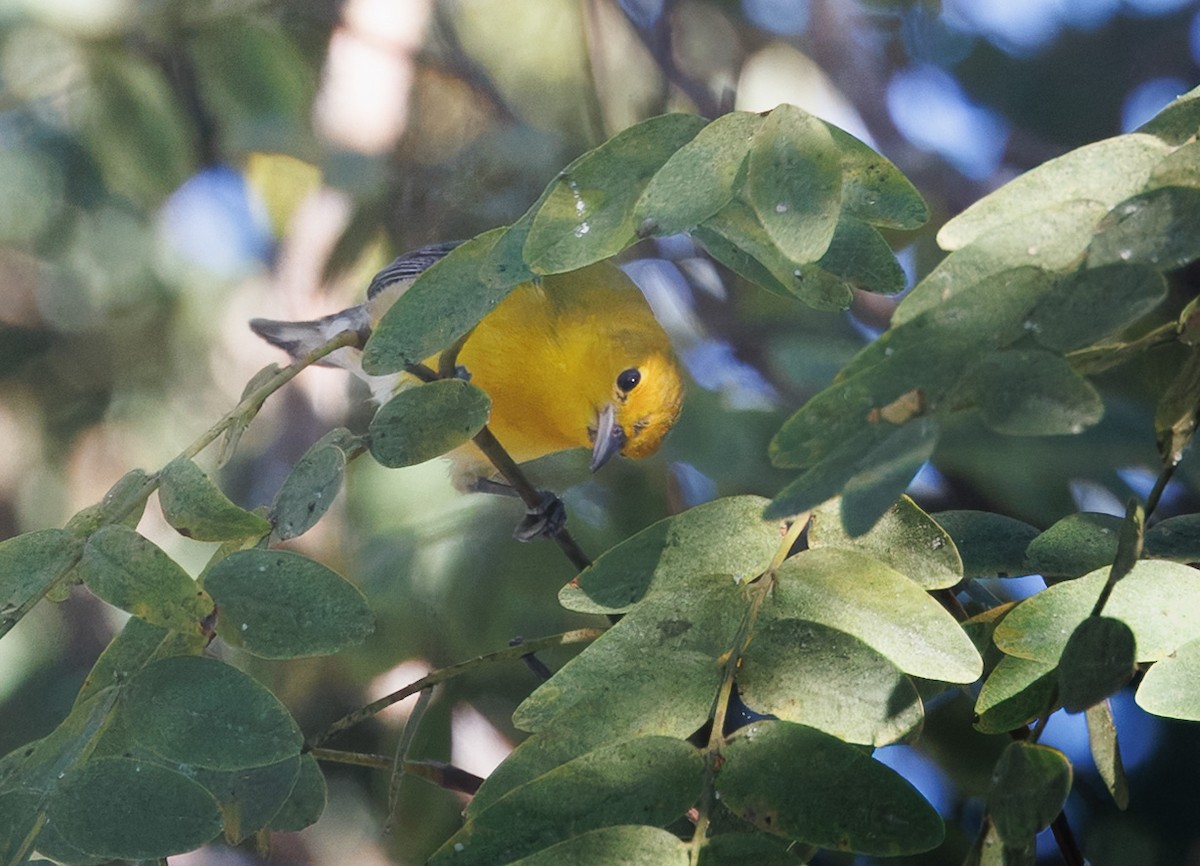 Prothonotary Warbler - ML646642503