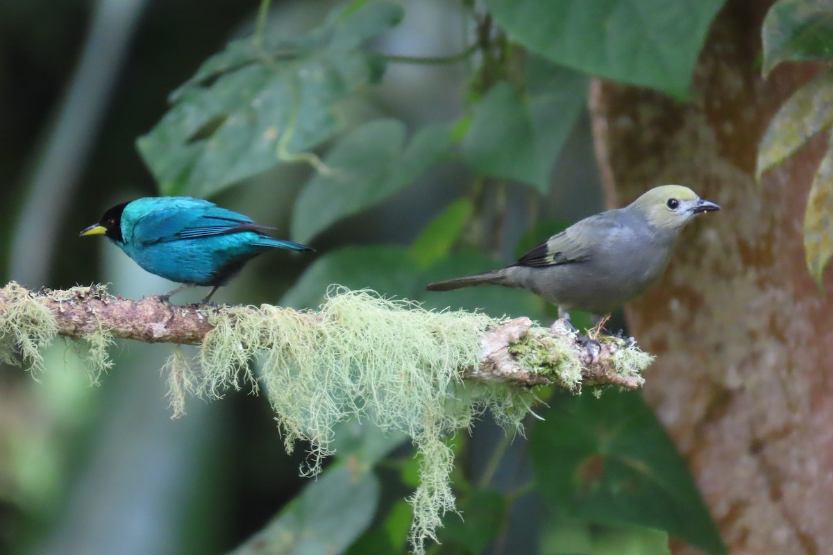 Tangara des palmiers - ML646642504