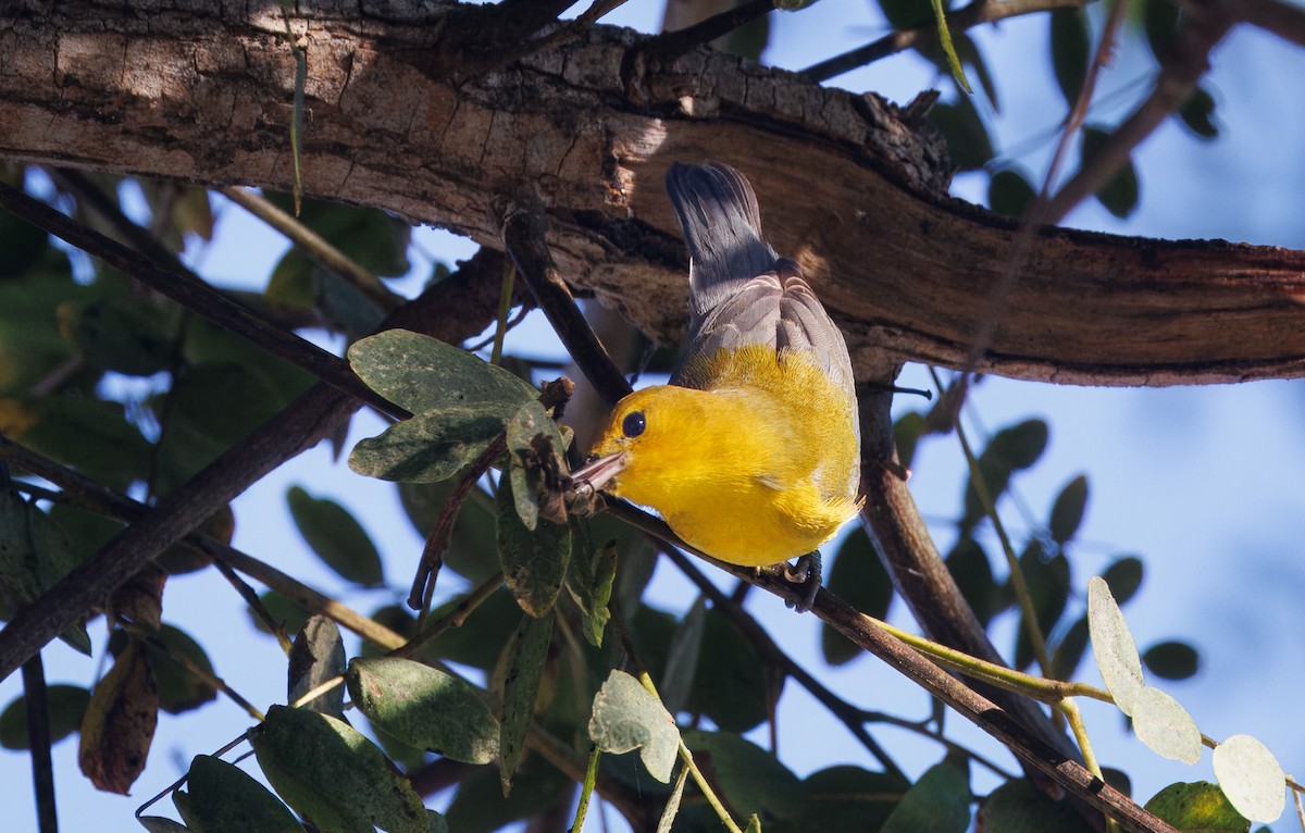 Prothonotary Warbler - ML646642505