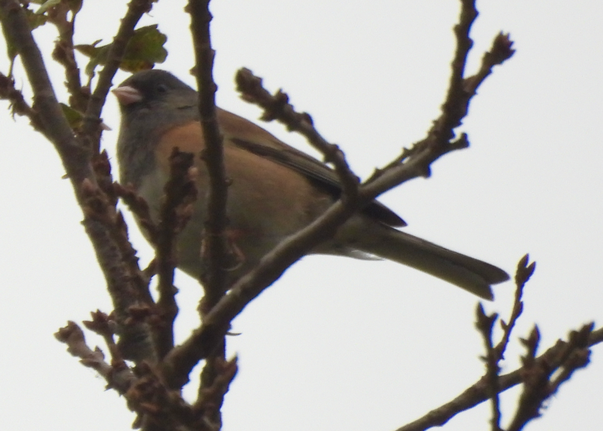 Dark-eyed Junco - ML646642506