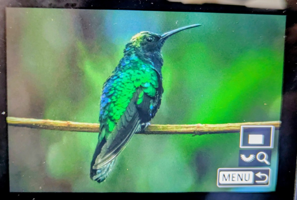 Santa Marta Sabrewing - ML646642507