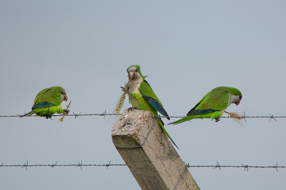 Papagai bulargrisa - ML646642508