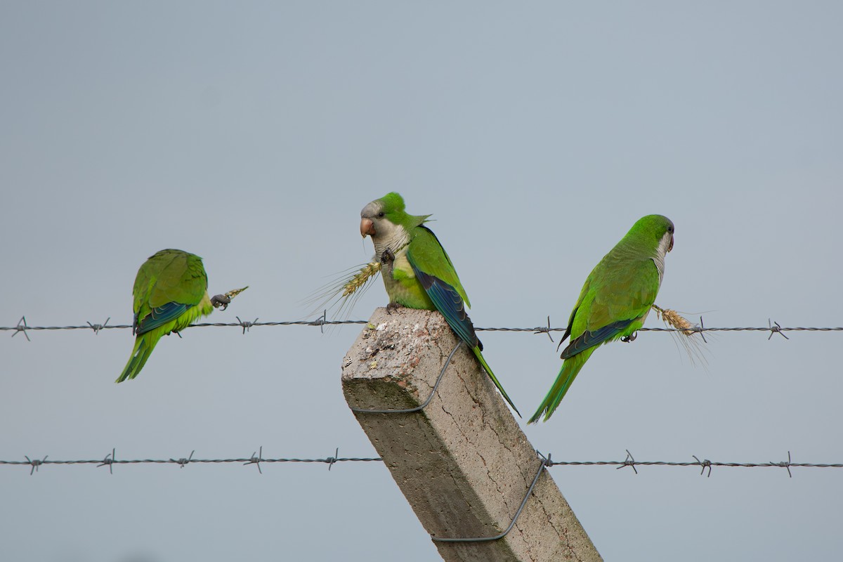 Papagai bulargrisa - ML646642509