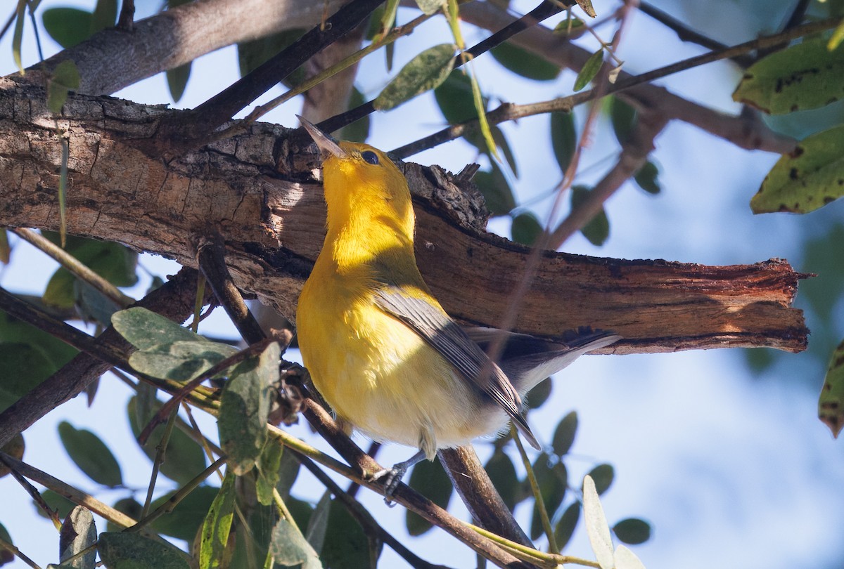 Prothonotary Warbler - ML646642510