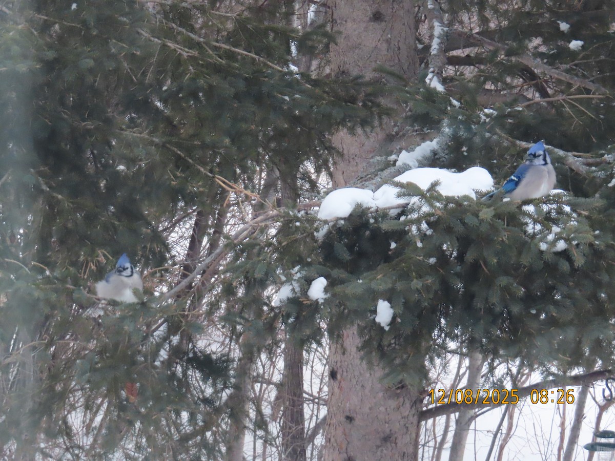 Сизойка блакитна - ML646642511