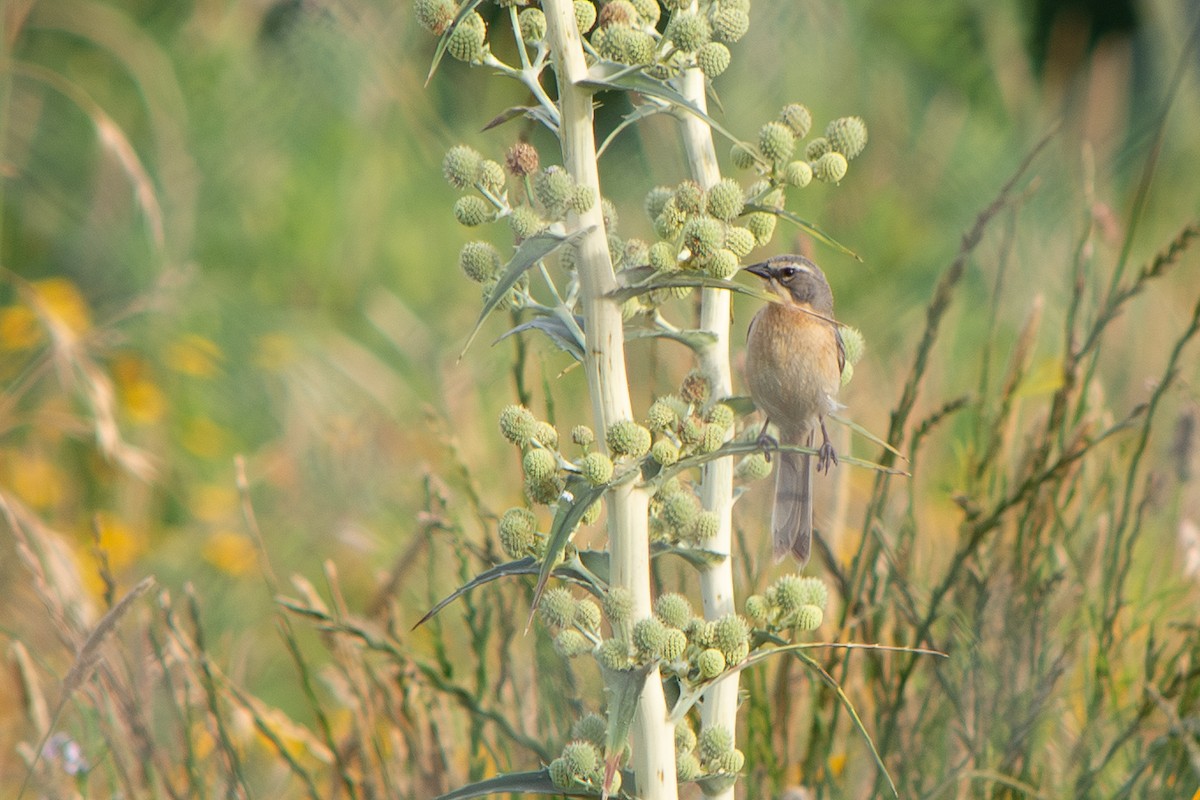 Шиферець довгохвостий - ML646642515