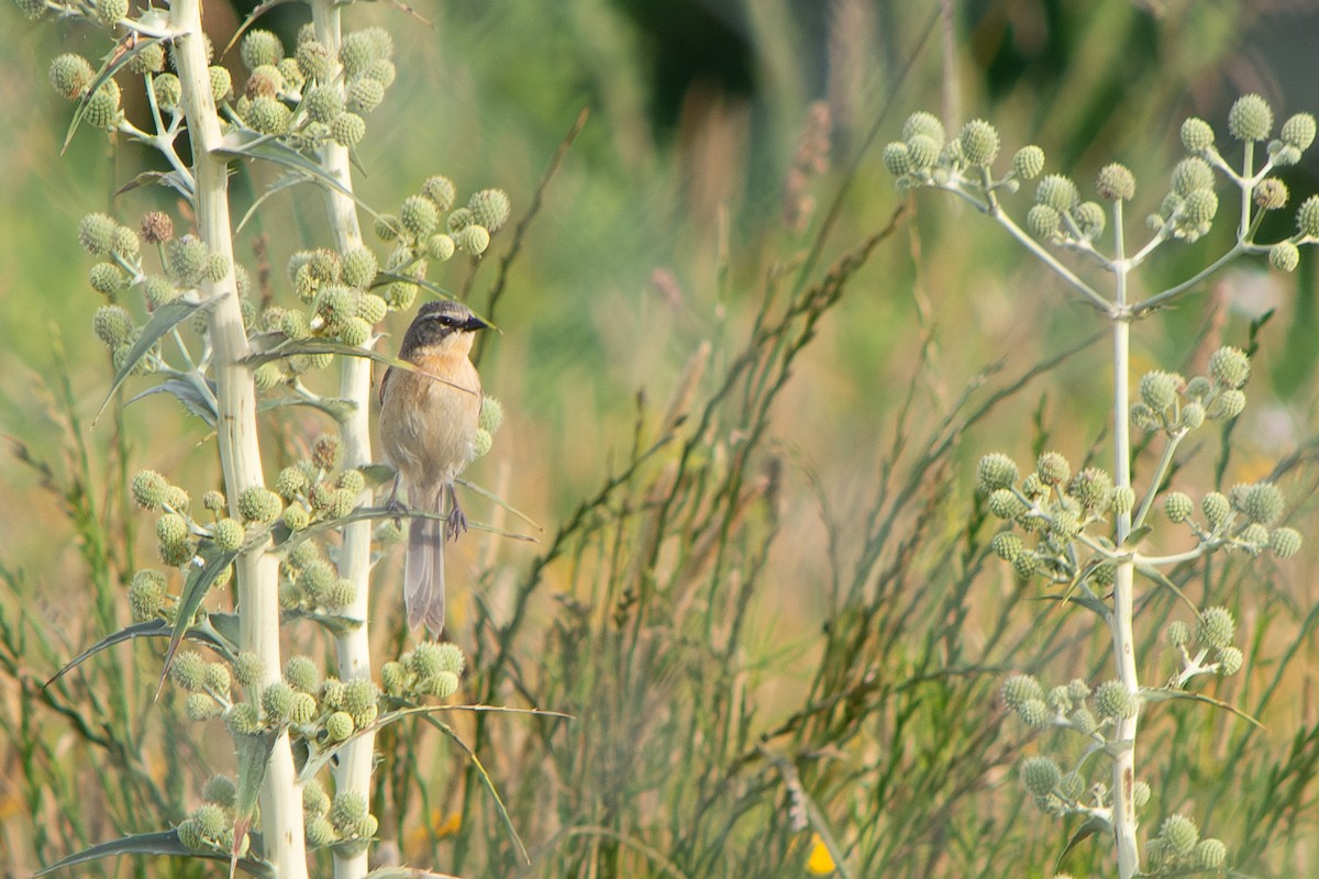 Шиферець довгохвостий - ML646642516