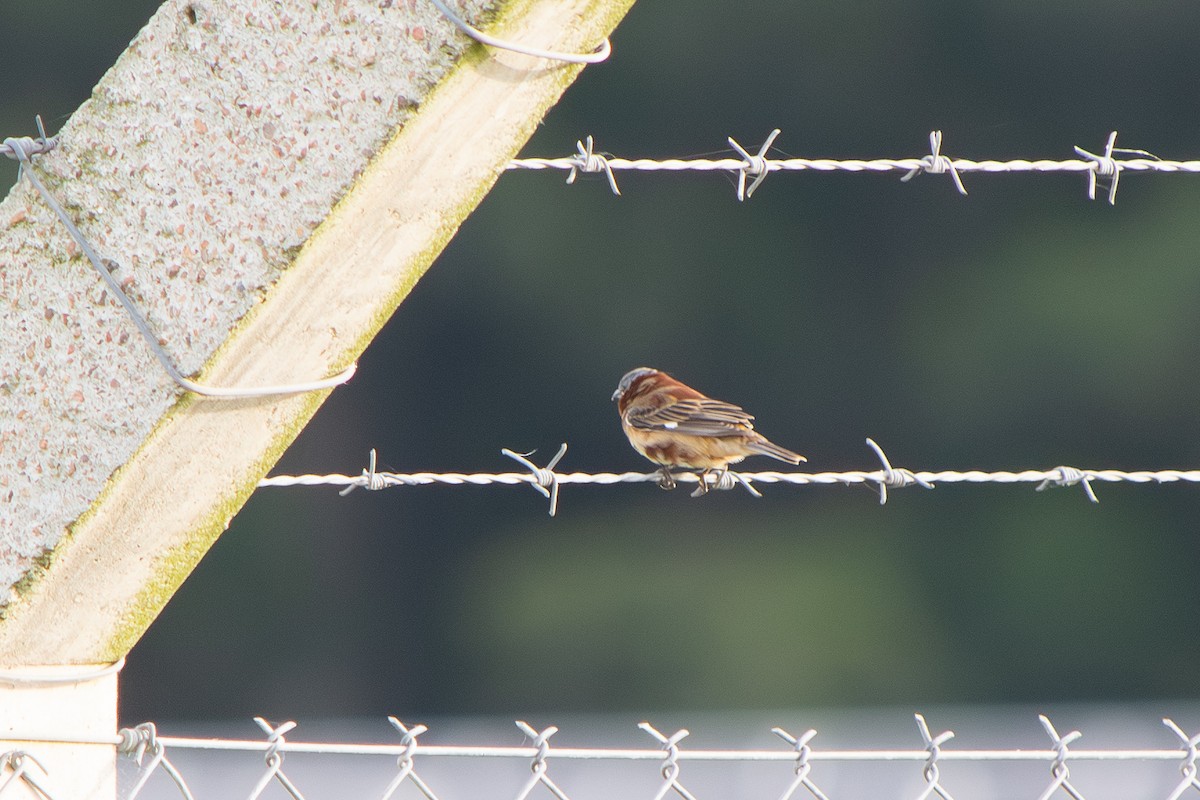 Зерноїд каштановий - ML646642518